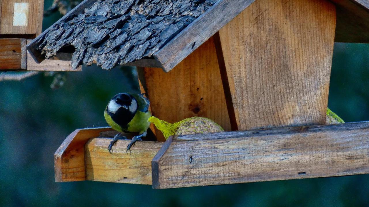 Apartment Nona Ancka Marezige Dış mekan fotoğraf