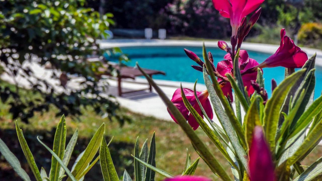Apartment Nona Ancka Marezige Dış mekan fotoğraf