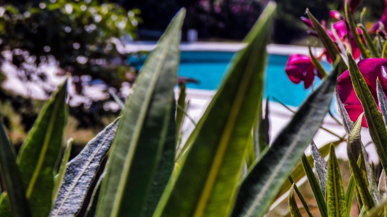 Apartment Nona Ancka Marezige Dış mekan fotoğraf